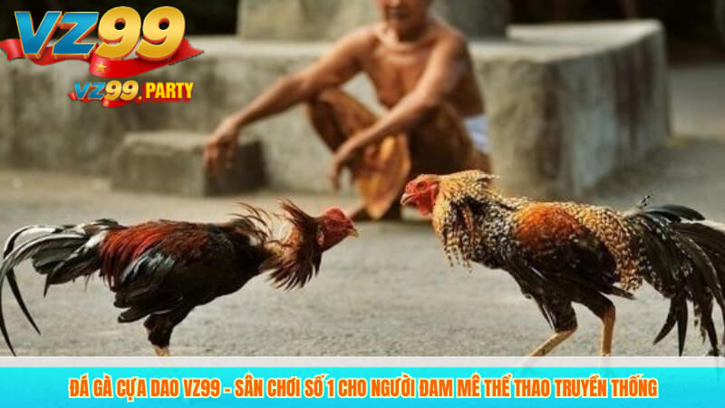 Đá gà cựa dao VZ99 – Sân chơi số 1 cho người đam mê thể thao truyền thống