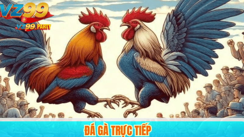Đá gà trực tiếp