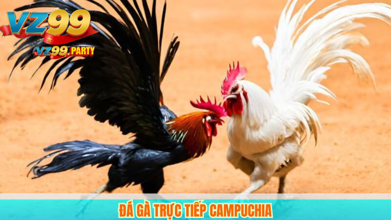 Đá gà trực tiếp Campuchia