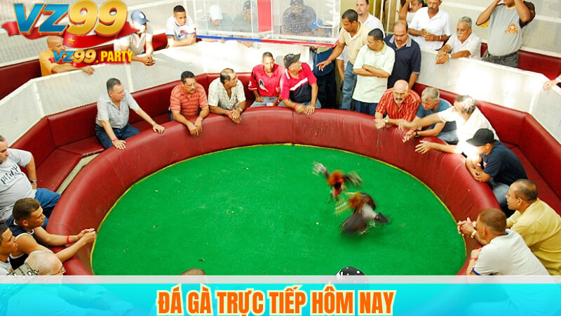 Đá gà trực tiếp hôm nay.
