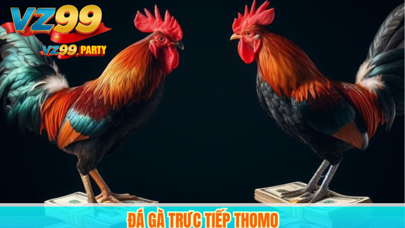 Đá gà trực tiếp thomo